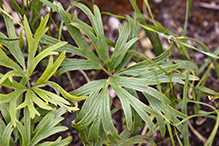 American pasqueflower