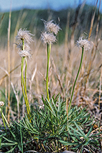 American pasqueflower