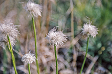 American pasqueflower