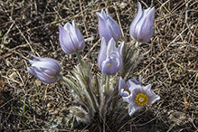 American pasqueflower