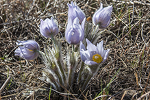 American pasqueflower