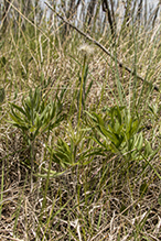 American pasqueflower