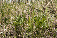 American pasqueflower