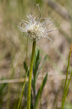 American pasqueflower