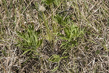 American pasqueflower