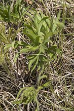 American pasqueflower