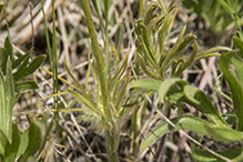 American pasqueflower