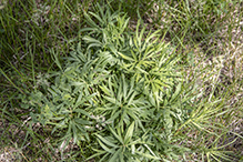 American pasqueflower