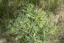 American pasqueflower