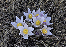 American pasqueflower