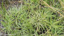 American pasqueflower