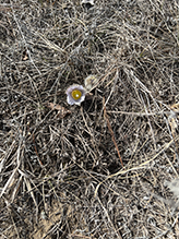 American pasqueflower