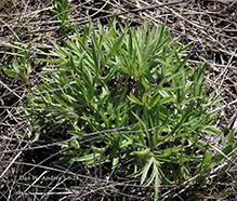 American pasqueflower