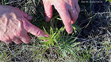 American pasqueflower