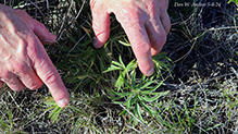 American pasqueflower