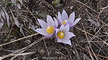 American pasqueflower