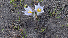 American pasqueflower