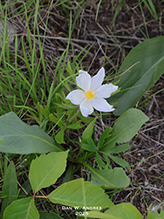 American pasqueflower