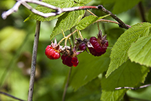 American red raspberry