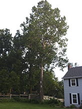 American sycamore