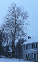 American sycamore