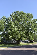 American sycamore