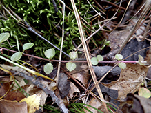 American twinflower