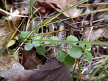 American twinflower