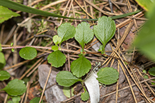 American twinflower