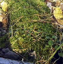 American twinflower