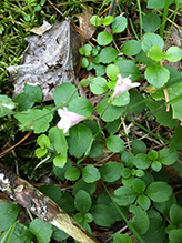 American twinflower