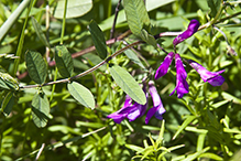 American vetch