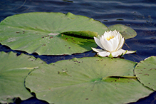 American white waterlily (ssp. tuberosa)