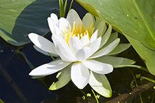 American white waterlily (ssp. tuberosa)