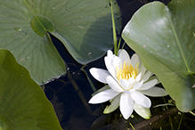 American white waterlily (ssp. tuberosa)