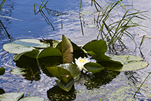 American white waterlily (ssp. tuberosa)