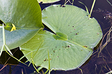 American white waterlily (ssp. tuberosa)