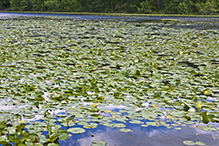 American white waterlily (ssp. tuberosa)