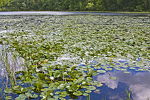 American white waterlily (ssp. tuberosa)