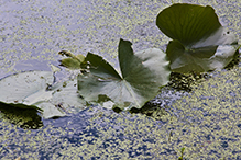 American white waterlily (ssp. tuberosa)