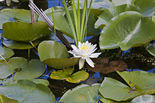 American white waterlily (ssp. tuberosa)