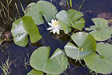 American white waterlily (ssp. tuberosa)