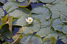 American white waterlily (ssp. tuberosa)