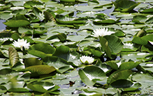 American white waterlily (ssp. tuberosa)