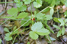 American woodland strawberry