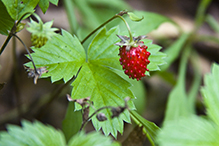 American woodland strawberry