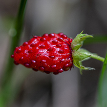 American woodland strawberry