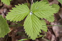 American woodland strawberry