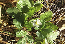 American woodland strawberry
