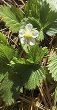 American woodland strawberry